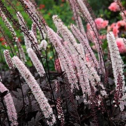 Actaea simplex Pink Spike