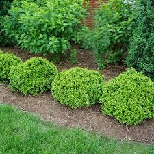 Buxus microphylla var. japonica Morris Midget