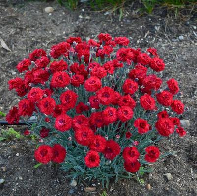 Dianthus Fruit Punch&reg; Maraschino