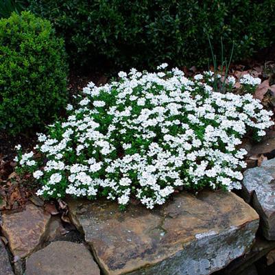 Iberis sempervirens Snowsurfer&trade; Forte 