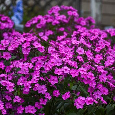 Phlox Cloudburst