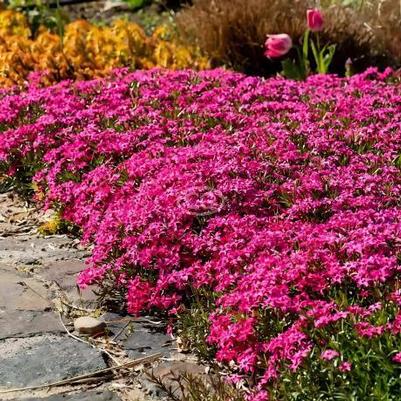 Phlox subulata Scarlet Flame