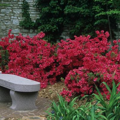 Rhododendron Girard hybrid Girard's Crimson