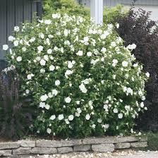 Hibiscus syriacus White Chiffon&reg;