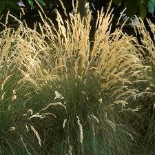 GR-Festuca Eilers Beauty 