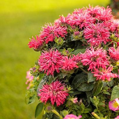 Monarda didyma Pardon My Cerise