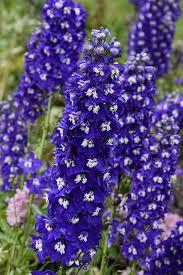 Delphinium Delgenius&trade; Blue Fabulosa