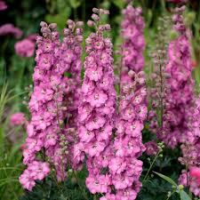 Delphinium Delgenius™ Chantay
