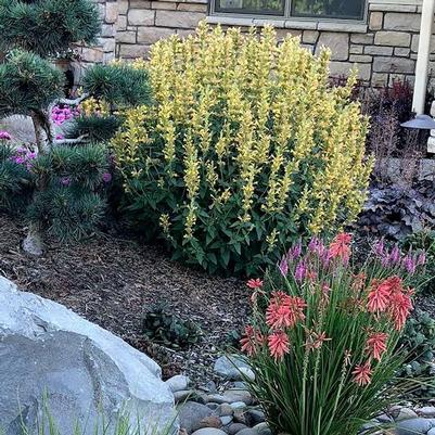 Agastache Kudos&trade; Yellow