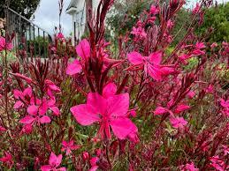 Gaura lindheimeri Steffi&trade; Dark Rose