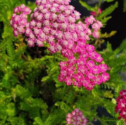 Achillea millefolium Tutti Frutti&trade; Pink Grapefruit