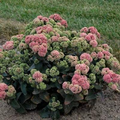 Sedum Rock 'N Grow&reg; Coraljade