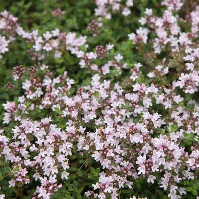 Thymus serpyllum Pink Chintz