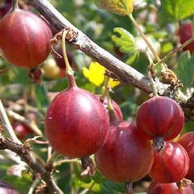 Ribes uva-crispa Hinnonmaki Red