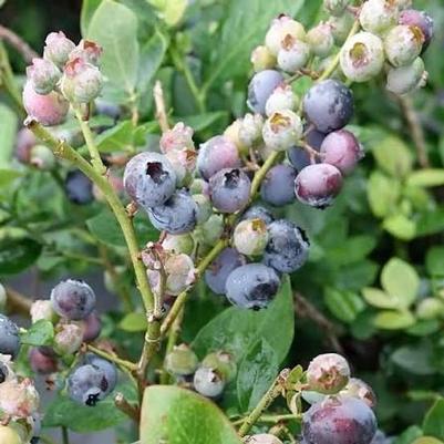 Vaccinium Bushel and Berry&reg; Peach Sorbet&reg; 