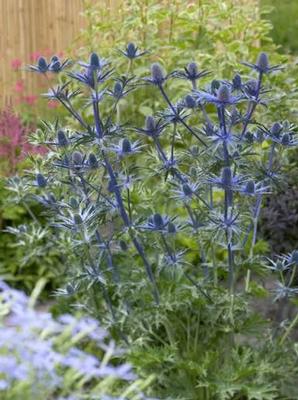 Eryngium zabellii Big Blue