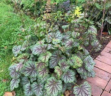 Heuchera americana Green Spice
