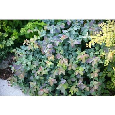Spiraea media Double Play&reg; Blue Kazoo&reg;