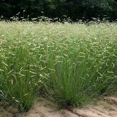Bouteloua gracilis Blonde Ambition