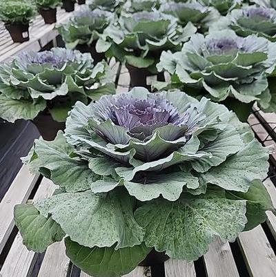 Kale Ornamental Purple 