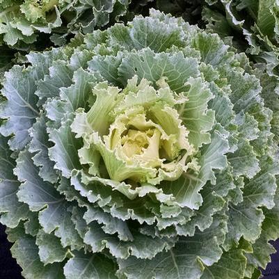 Kale Ornamental White 