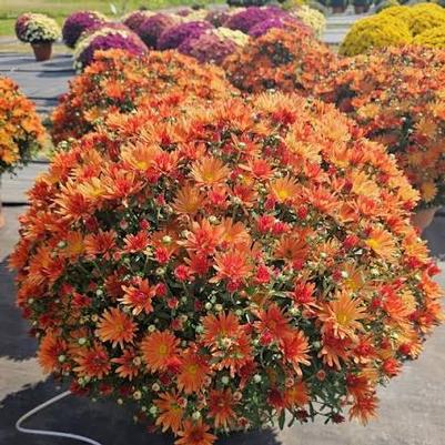 Mum Bronze 