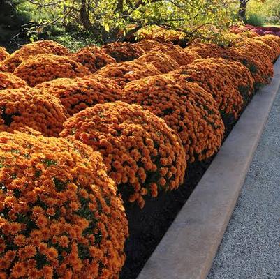 Mum Orange 