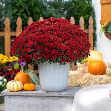 Red Mum 
