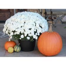 White Mum 