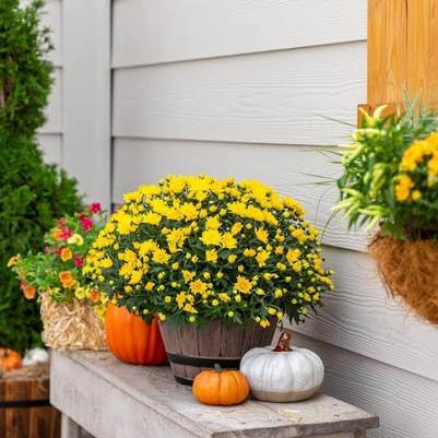 Yellow Mum 