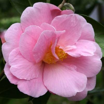 Camellia japonica Pink Icicle