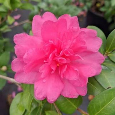 Camellia William Lanier Hunt