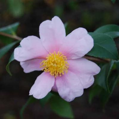 Camellia Winter's Star