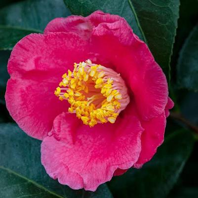 Camellia japonica Ice Angels&reg; Spring's Promise
