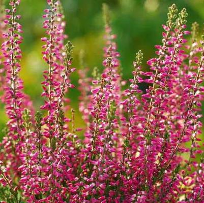 Calluna vulgaris Beauty Ladies® Pink