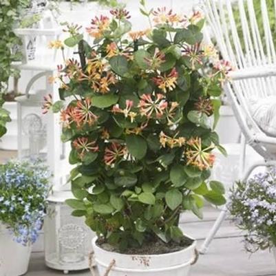 Lonicera Coral Star