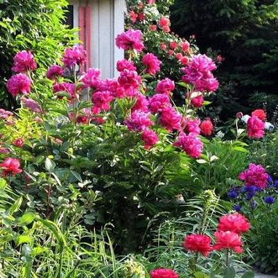 Paeonia lactiflora Karl Rosenfeld