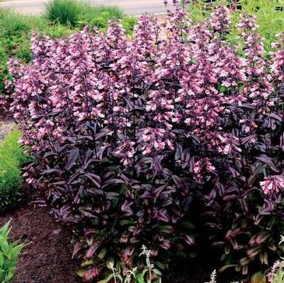 Penstemon digitalis Dakota&trade; Burgundy