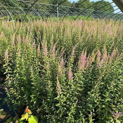 Spiraea tomentosa 