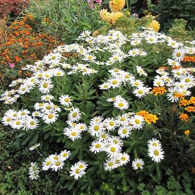Nipponanthemum nipponicum 