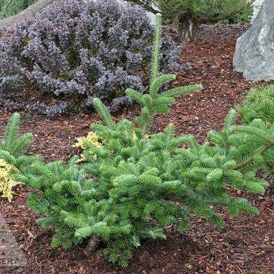 Abies fraseri 