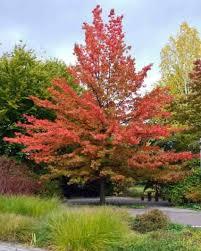 Quercus palustris 