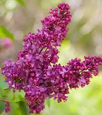 Syringa vulgaris Charles Joly