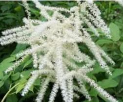 Aruncus Goatee