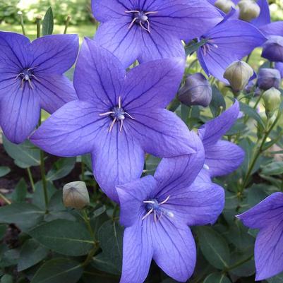 Platycodon Pop Star&trade; Blue