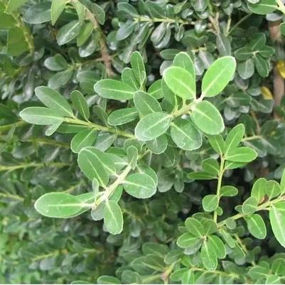 Ilex c. Schwoebel Upright 