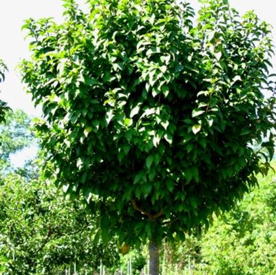Malus Lanzam