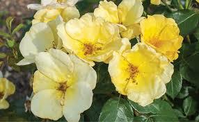 Rosa Knock Out® Easy Bee-zy™