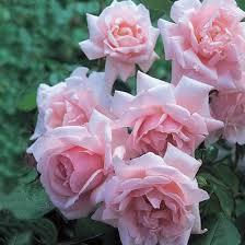 Rosa New Dawn