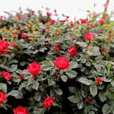 Rosa Knock Out® Petite 